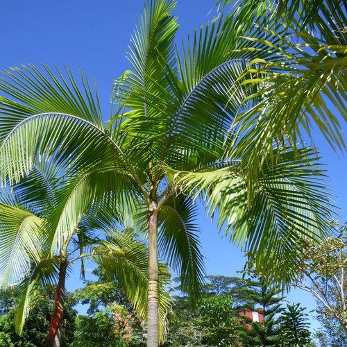 Bangalow Palm ( Archontophoenix Cunninghamiana )
