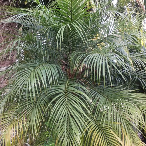 Dwarf Date - Pygmy Date Palm ( Phoenix Roebelenii )