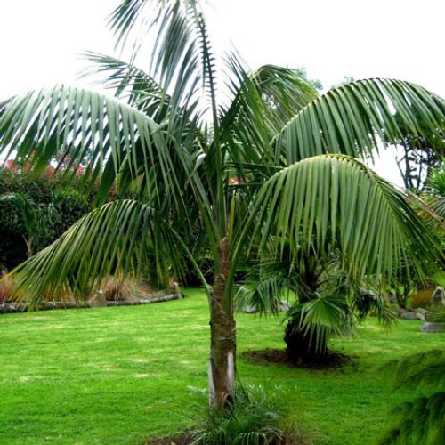 Kentia Palm ( Howea Forsteriana )