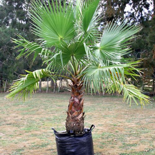 Mexican Fan Palm ( Washingtonia Robusta )