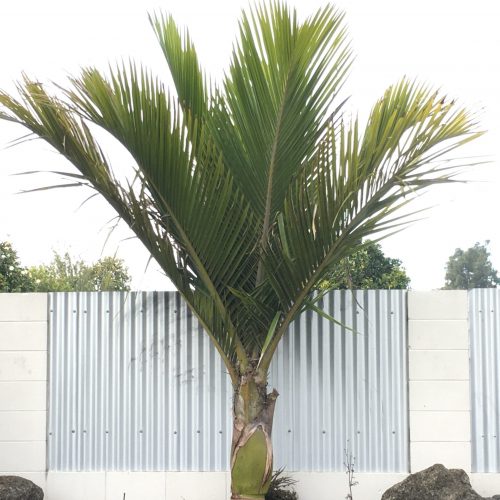 Nikau Palm ( Rhopalostylis Chathamica )